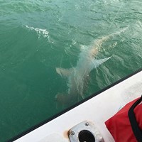 Salmon Caught on Crabby Salmon Fishing Charter