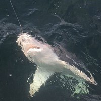 Fearsome Salmon Hooked on Milwaukee Salmon Fishing Charter