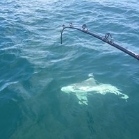 Milwaukee Salmon Fishing Charter
