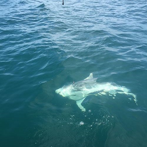 Milwaukee Salmon Fishing Charter