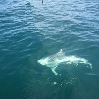 Milwaukee Salmon Fishing Charter