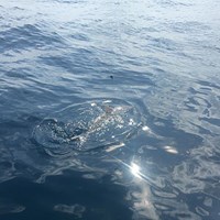 Small Salmon Caught on Crabby Salmon Fishing Charter