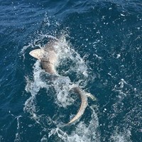 Thrashing Salmon on Crabby Great Lakes Fishing Charter