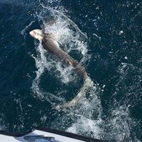 Aggressive Salmon Caught on Milwaukee Great Lakes Fishing Charter