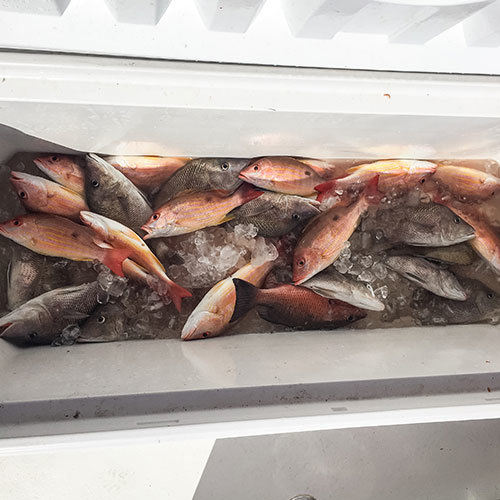 Milwaukee Lake Trout Fishing Box of Lake Trout After Milwaukee Great Lakes Fishing Charter