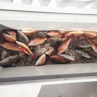 Box of Lake Trout After Milwaukee Great Lakes Fishing Charter