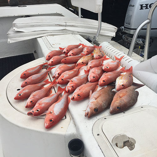 Great Lake Trout Haul After Milwaukee Great Lakes Fishing Charter