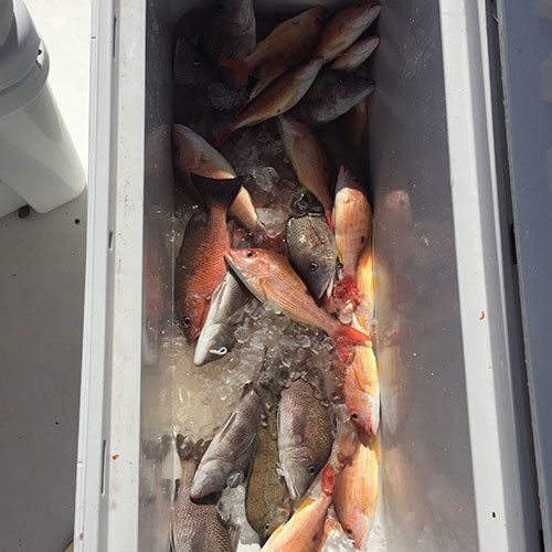Box of Lake Trout After Milwaukee Great Lakes Fishing Charter