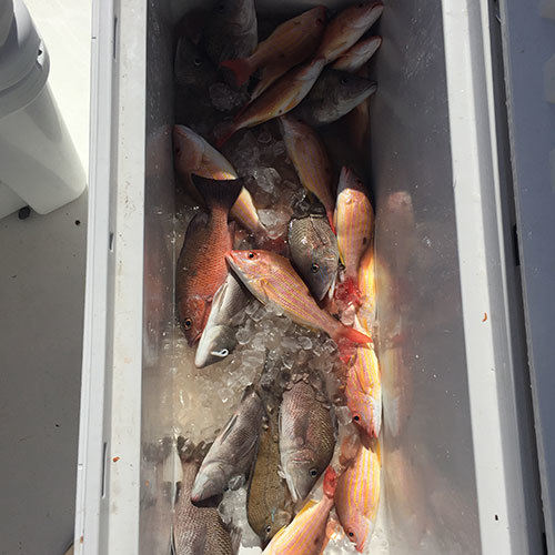 Milwaukee Lake Trout Fishing Box of Lake Trout After Milwaukee Great Lakes Fishing Charter