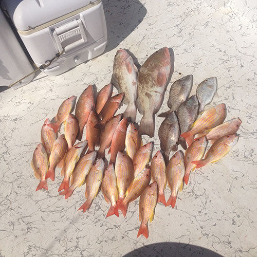 Milwaukee Lake Trout Fishing Great Lake Trout and Brown Trout Haul After Milwaukee Great Lakes Fishing Charter