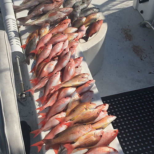Insane Haul of Lake Trout Caught on Milwaukee Great Lakes Fishing Charter